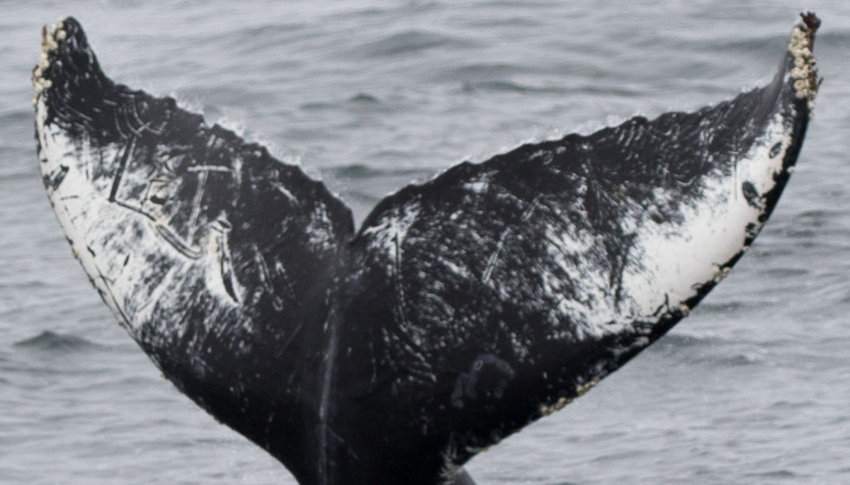 Fluke of Ferd aka Lim (Monterey Bay)