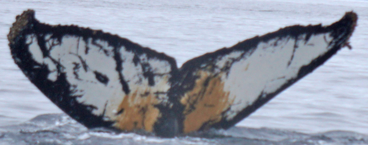 Fluke of HW-MN1300999