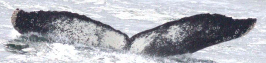 Fluke of HW-MN1308151