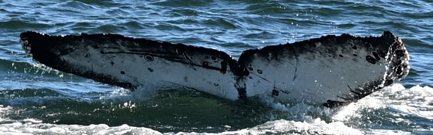 Fluke of HW-MN0503989