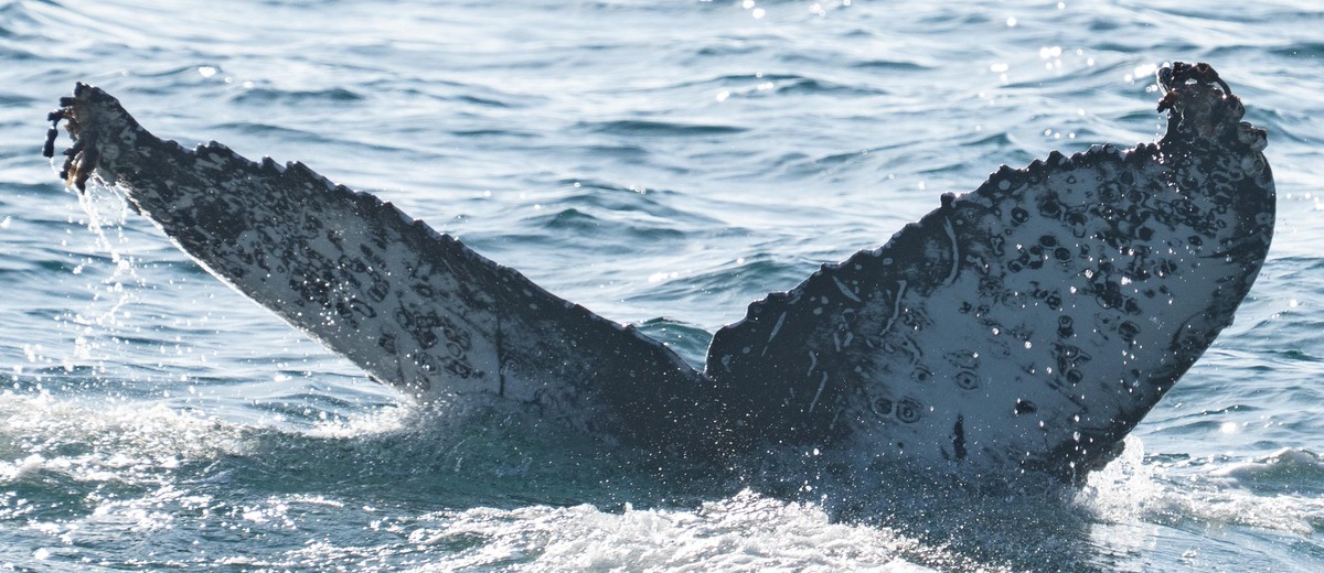 Fluke of HW-MN0503991