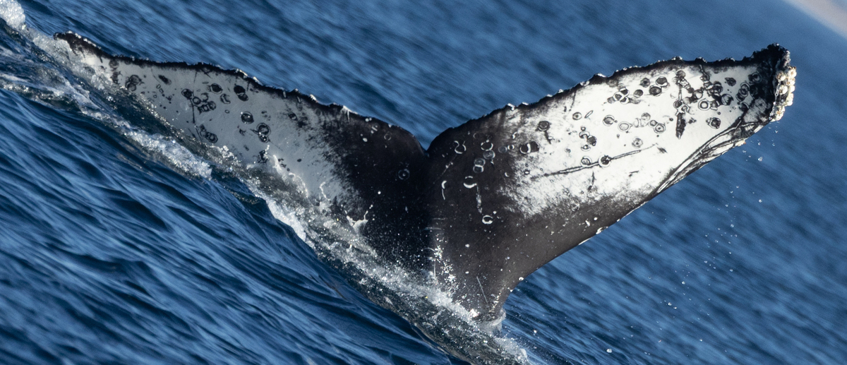 Fluke of HW-MN0503993