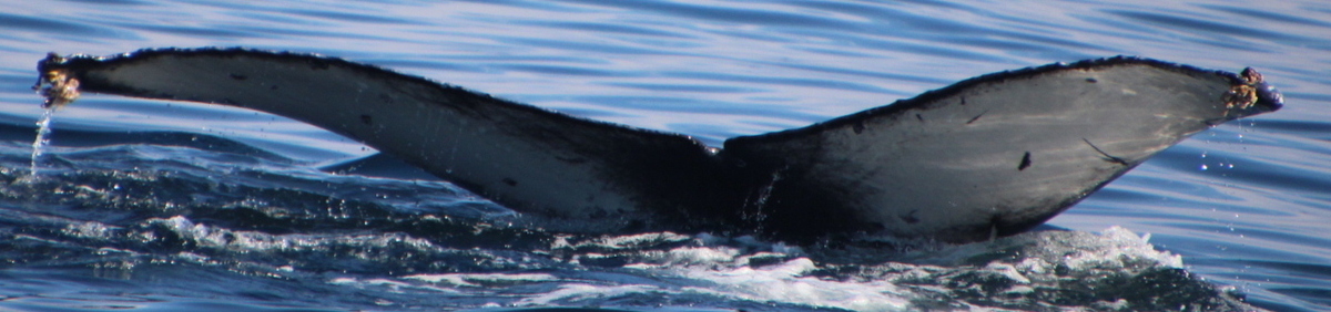 Fluke of HW-MN0503994