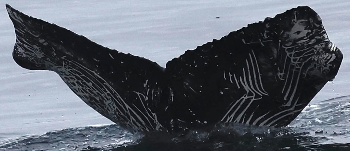 Fluke of CRC-23121