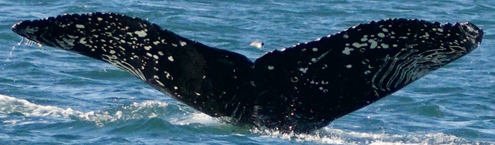 Fluke of HW-MN0504013