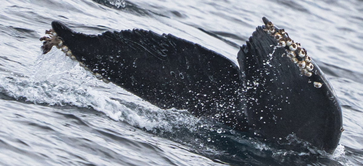 Fluke of HW-MN0504014