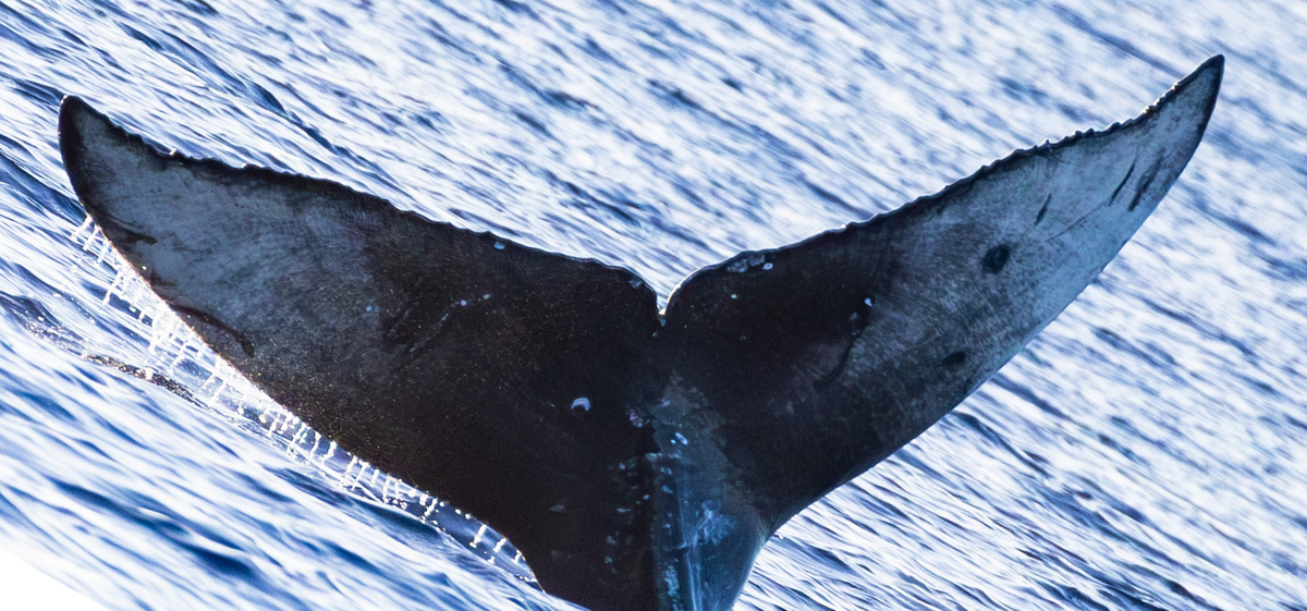 Fluke of HW-MN0445366