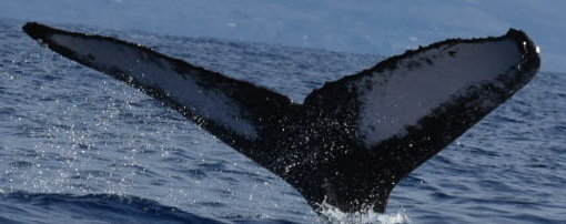 Fluke of HW-MN0445370