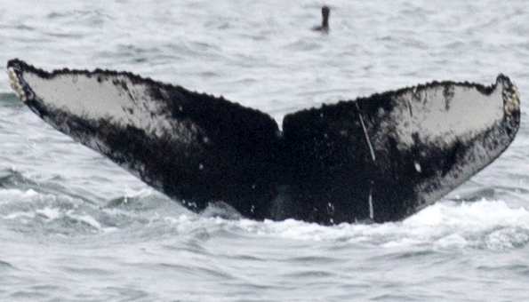 Fluke of Cantus (California - Noyo)
