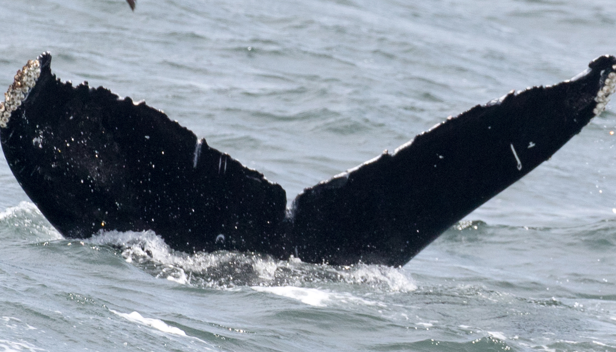 Fluke of Crafty (California)