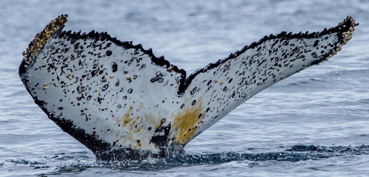 Fluke of Zenith (Antarctica)