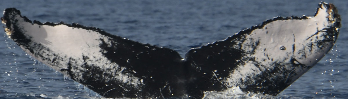 Fluke of HW-MN0445371