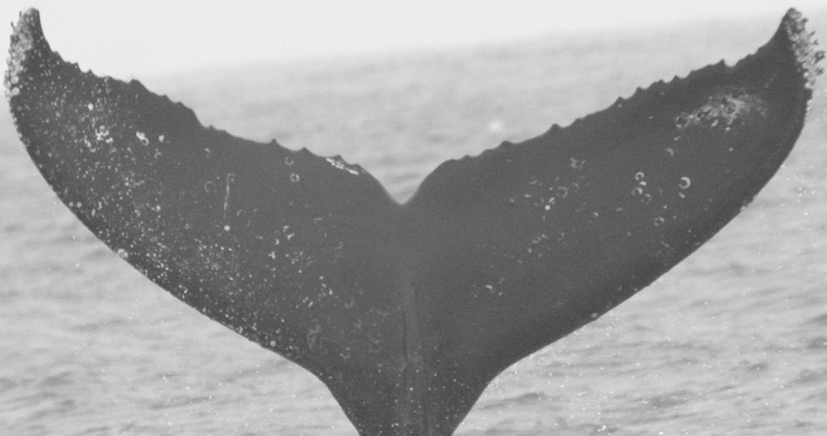 Fluke of CRC-12546