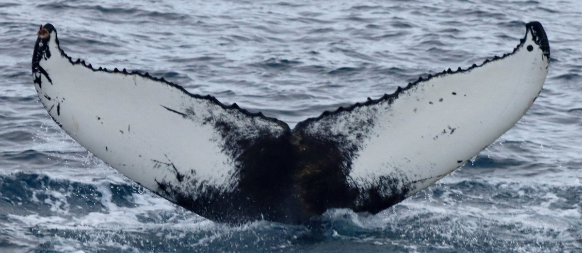 Fluke of HW-MN0104517