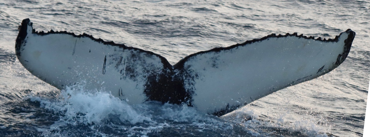 Fluke of HW-MN0104518
