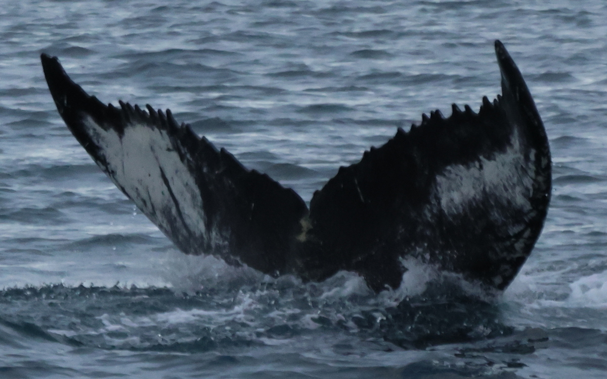 Fluke of HW-MN0104521