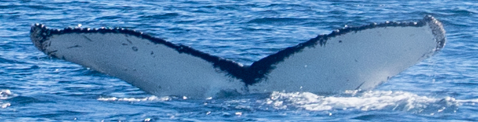 Fluke of HW-MN1308168
