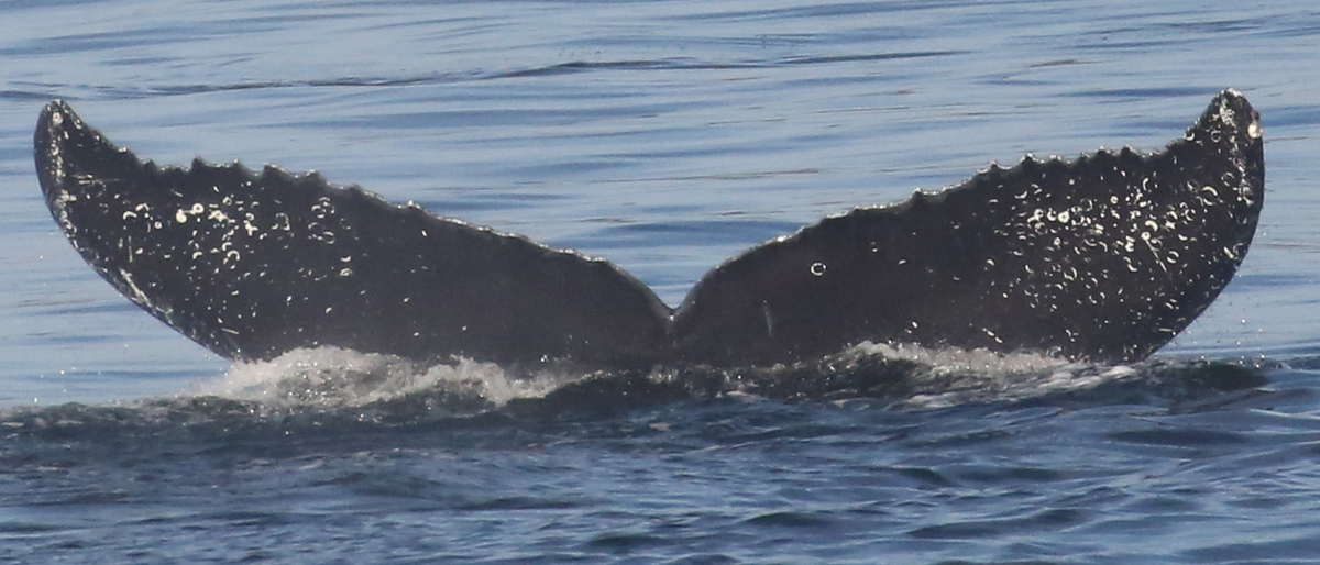 Fluke of CRC-11354