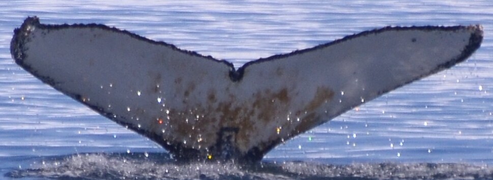 Fluke of HW-MN1308173