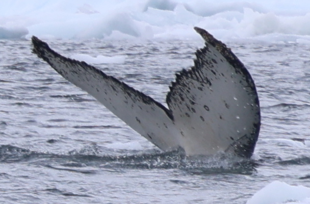 Fluke of HW-MN1308176
