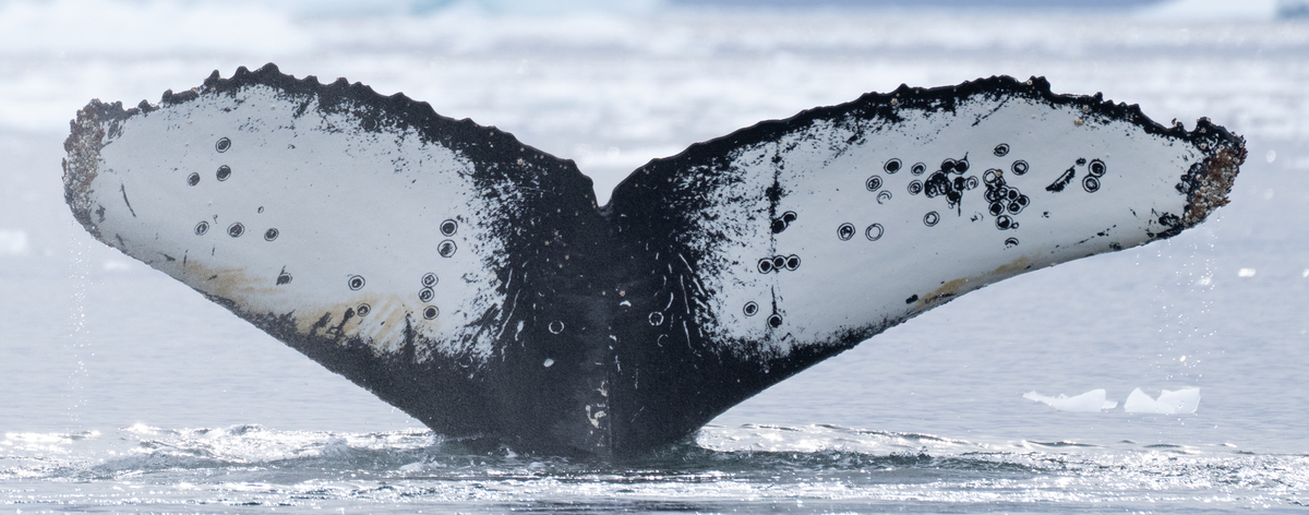 Fluke of HW-MN1308191