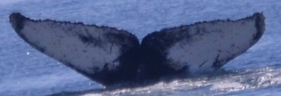 Fluke of HW-MN1308197