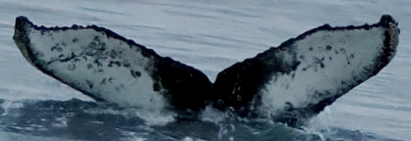 Fluke of HW-MN1308198