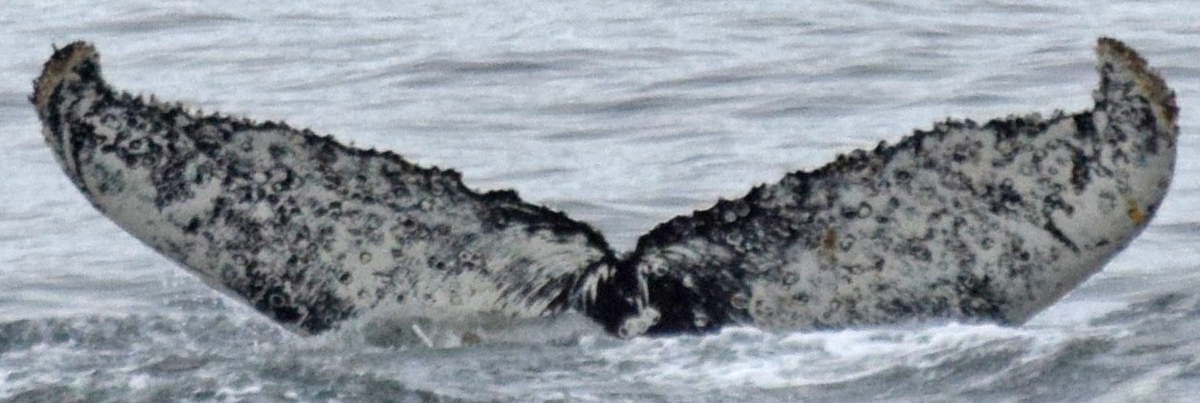 Fluke of Ariya (Antarctica)