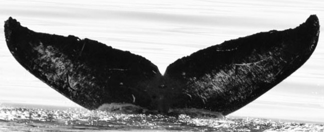 Fluke of Fader (Salish Sea)