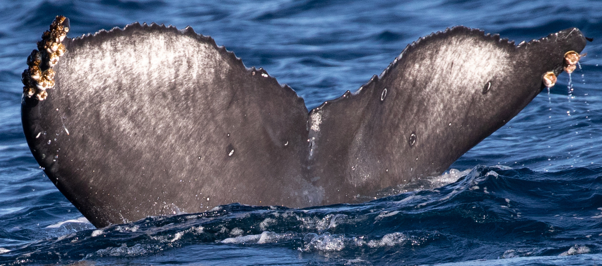 Fluke of 2017-2018 calf of Chompers