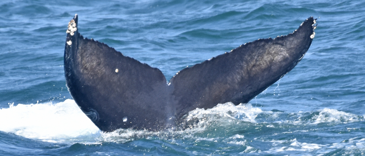 Fluke of Tidal (California)