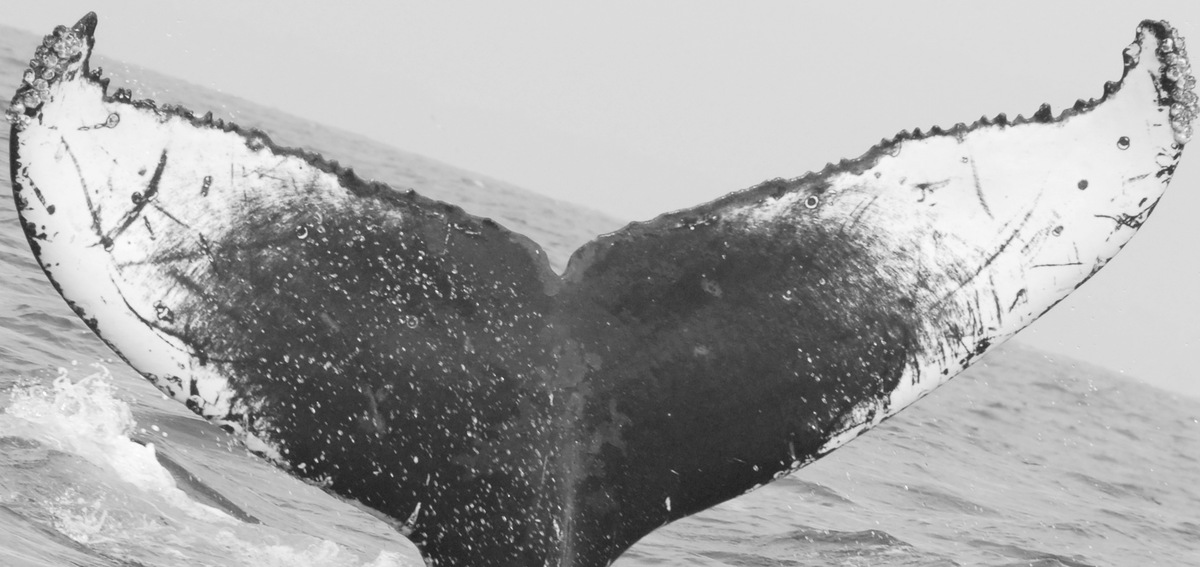 Fluke of Victor (California)