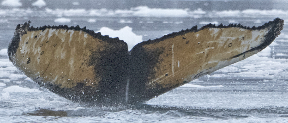 Fluke of HW-MN1301020