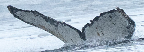 Fluke of HW-MN1308222