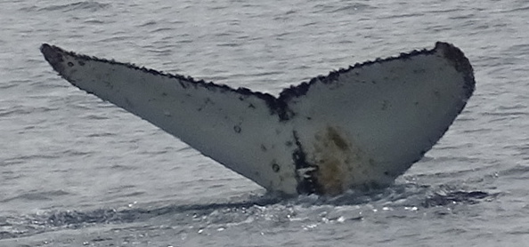 Fluke of Flash1A (Antarctica)