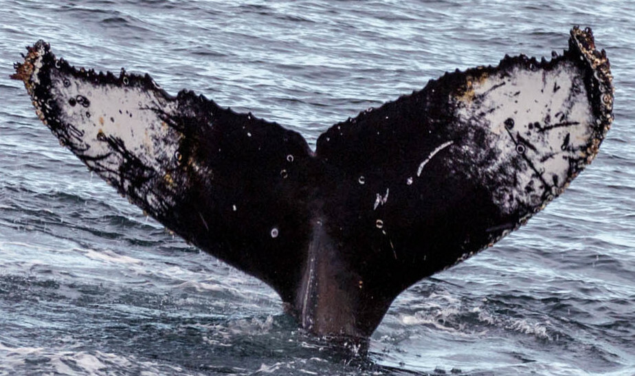 Fluke of HW-MN1301030