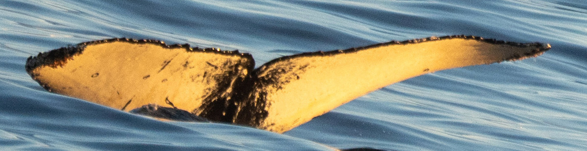 Fluke of HW-MN1308241