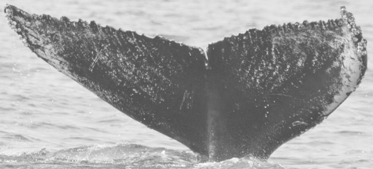 Fluke of CRC-12329