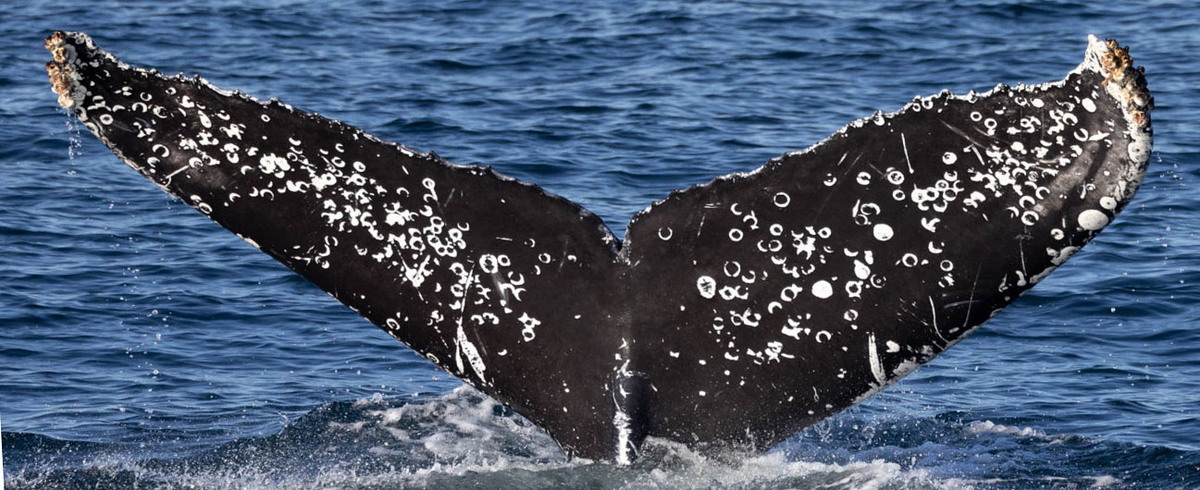 Fluke of HW-MN0504023