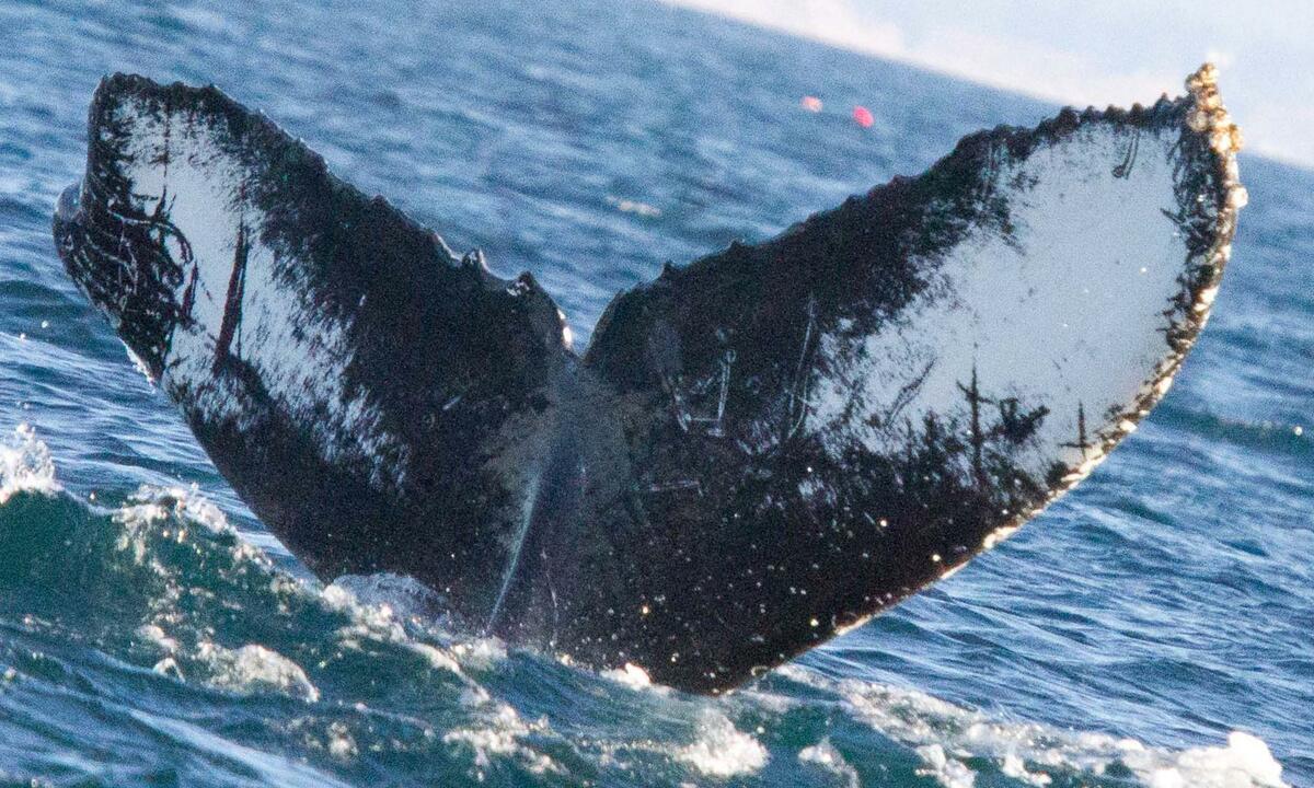 Fluke of Lucky (California - Monterey)