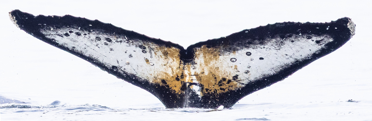 Fluke of HW-MN1308284