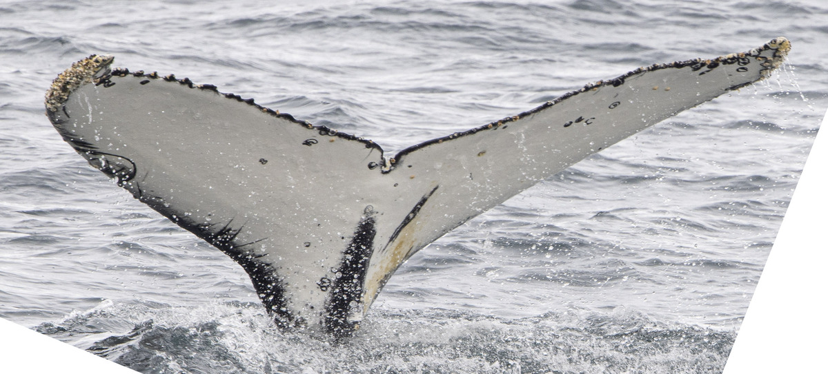 Fluke of HW-MN1308301
