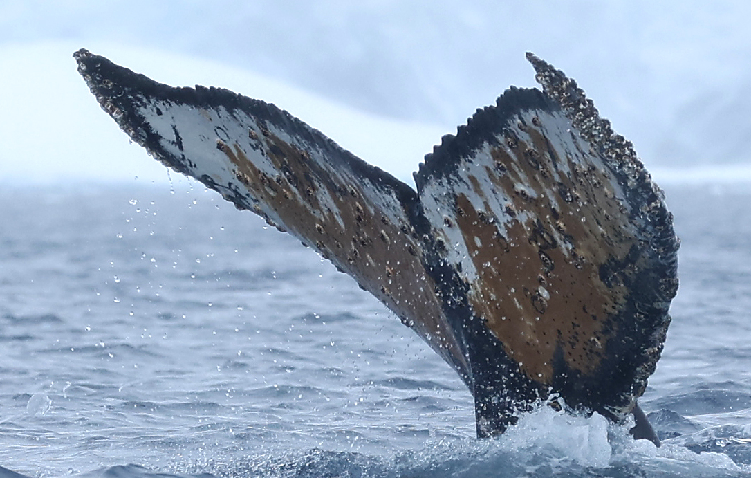 Fluke of HW-MN1308309