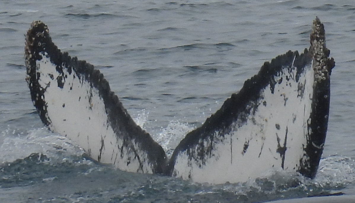 Fluke of HW-MN1308313