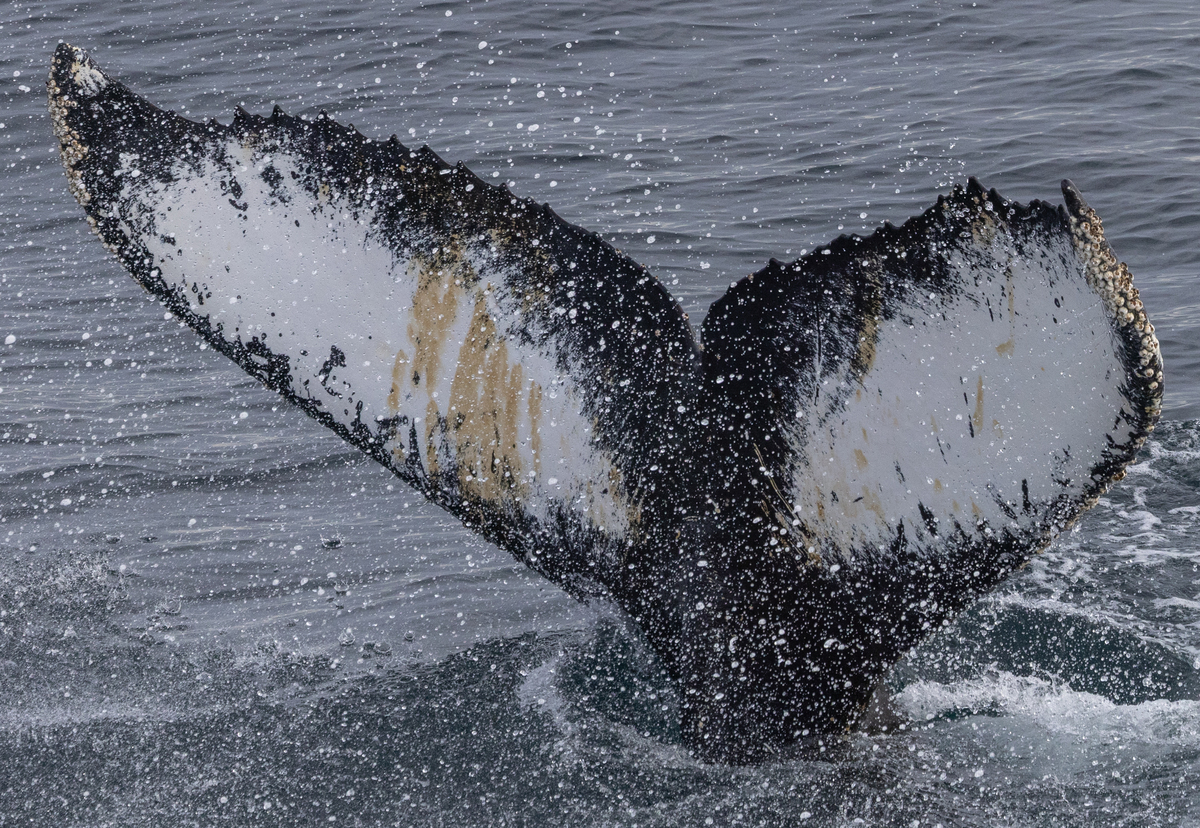 Fluke of HW-MN1308326