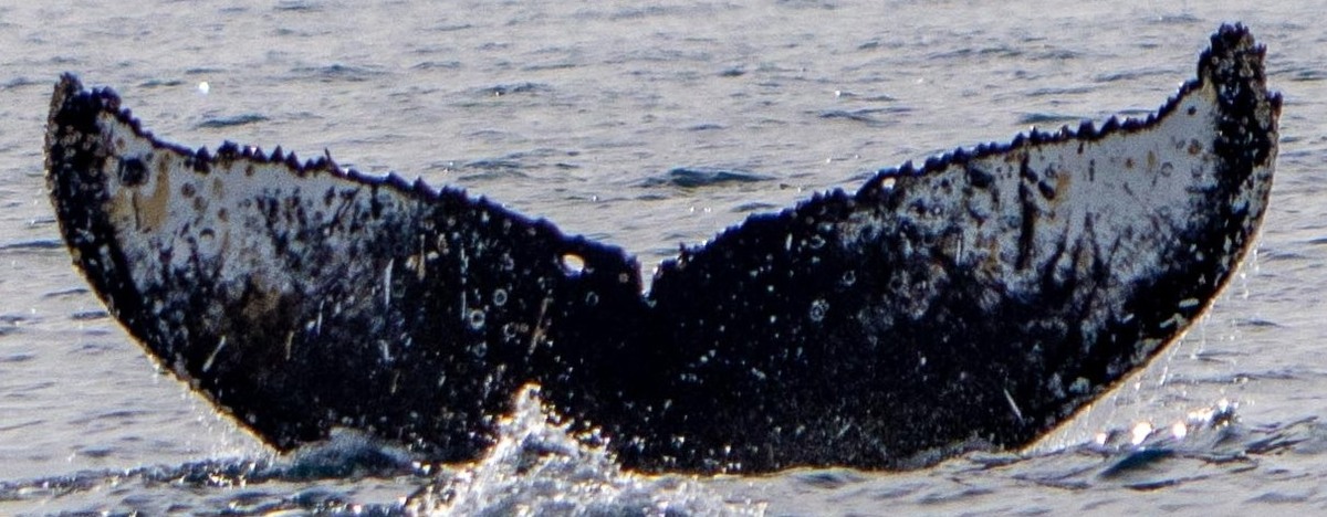 Fluke of HW-MN1308334
