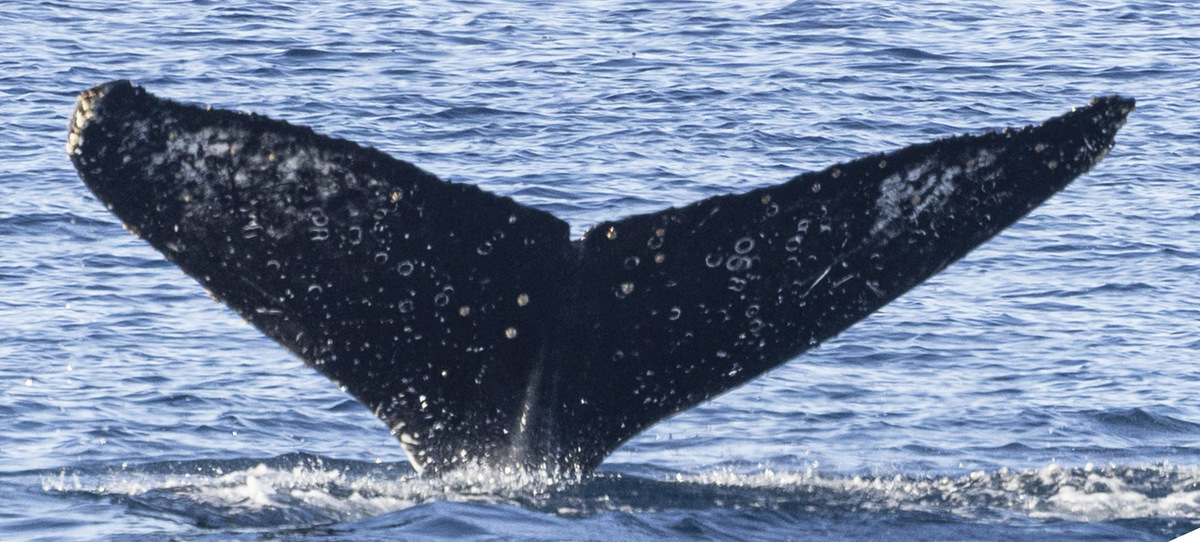 Fluke of HW-MN1308341