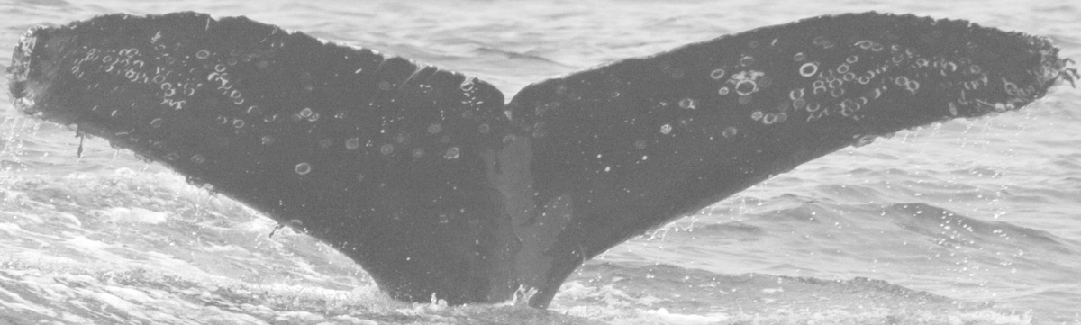 Fluke of CRC-15140