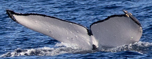Fluke of HW-MN0445416