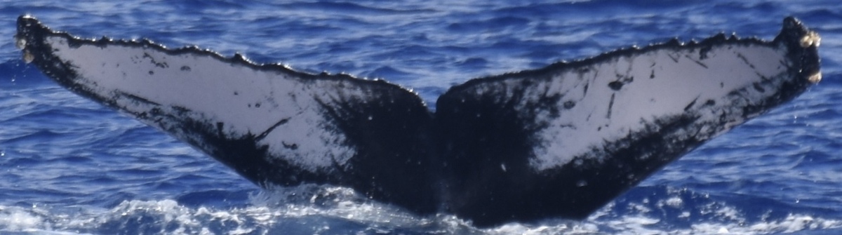 Fluke of HW-MN0445418